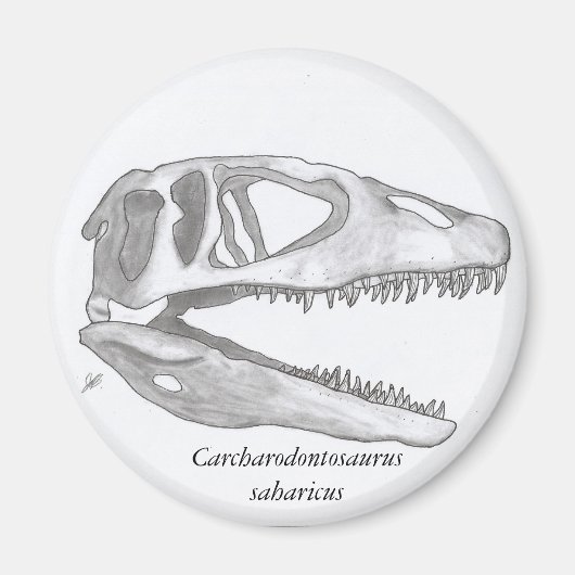 Carcharodontosaurus saharicus schedelmagneet magneet (Voorkant)