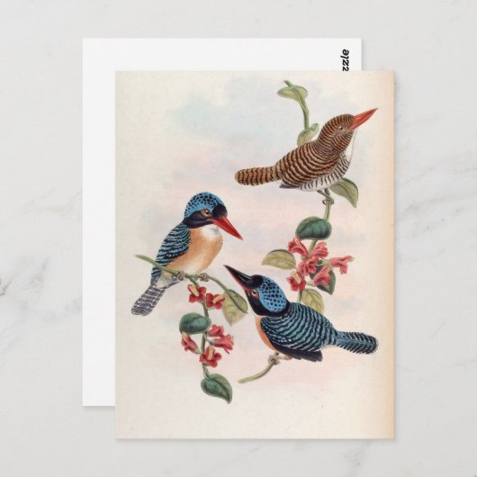 Carcineutes Melanops (Blauwe Kingfisher) Briefkaart (Voorkant / Achterkant)