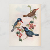 Carcineutes Melanops (Blauwe Kingfisher) Briefkaart (Voorkant)