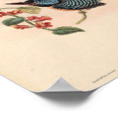 Carcineutes Melanops Kingfisher Bird Asia Poster (Hoek)