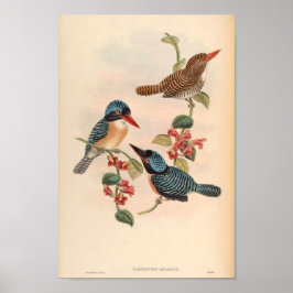 Carcineutes Melanops Kingfisher Bird Asia Poster
