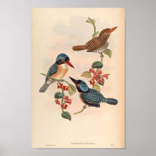 Carcineutes Melanops Kingfisher Bird Asia Poster (Voorkant)
