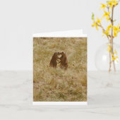 Card has cute foto of 2 prairie dogs 'chatting' kaart (Gele Bloem)