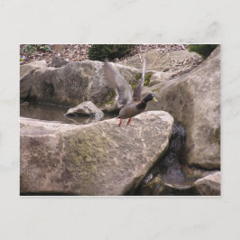 Card: Z Postcard: Nature Kubota Park, Seattle, WA Briefkaart