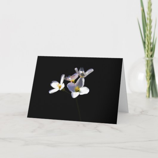 Cardamine Pratensis Bloemen GCA Kaart (Voorkant)