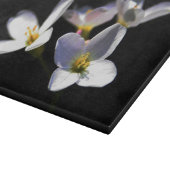 Cardamine Pratensis Flowers cbcnm Snijplank (Hoek)