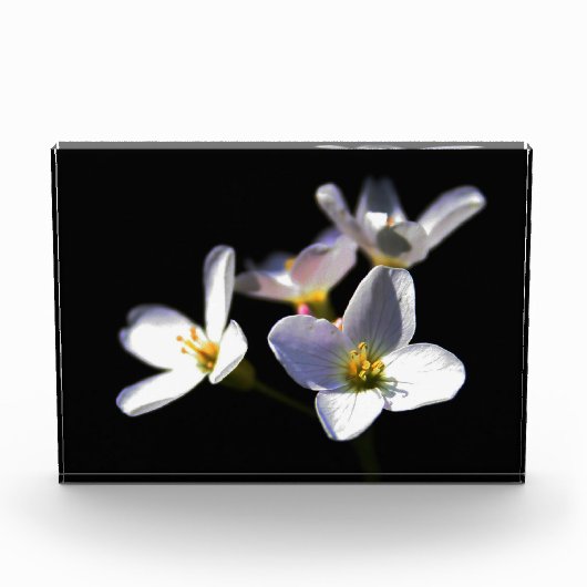 Cardamine Pratensis Flowers pbcna Fotoblokken (Voorkant)