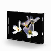 Cardamine Pratensis Flowers pbcna Fotoblokken (Rechts)