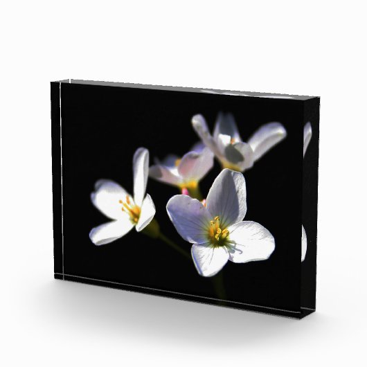 Cardamine Pratensis Flowers pbcna Fotoblokken (Rechts)