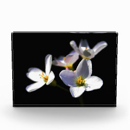 Cardamine Pratensis Flowers pbcnm Fotoblokken