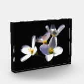 Cardamine Pratensis Flowers pbcnm Fotoblokken (Links)