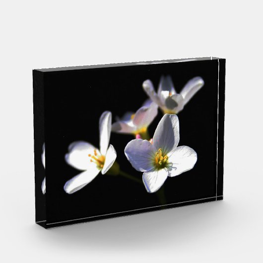 Cardamine Pratensis Flowers pbcnm Fotoblokken (Links)