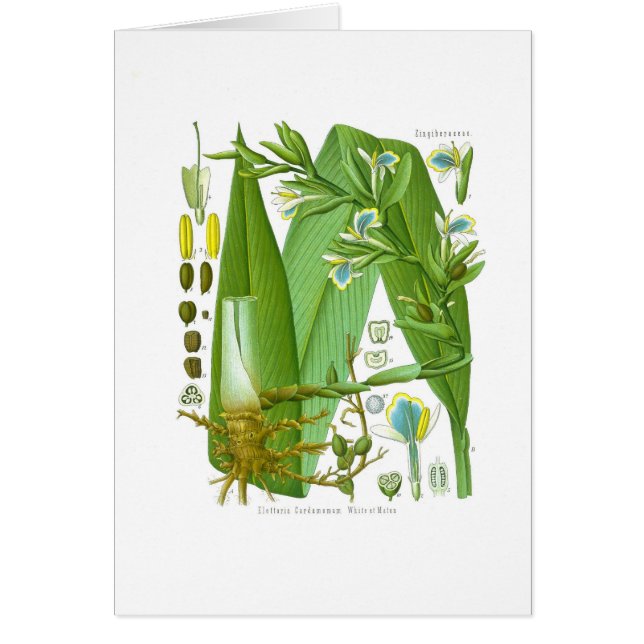 Cardamom (Voorkant)