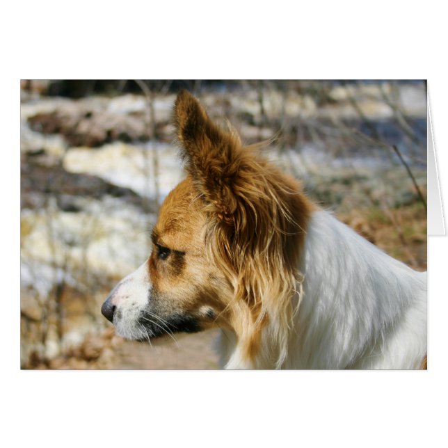 Cardigan Welsh Corgi (Voorkant Horizontaal)