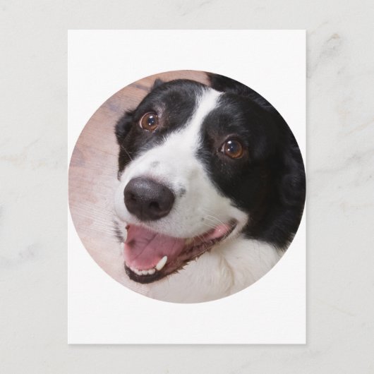 Cardigan Welsh corgi Briefkaart (Voorkant)