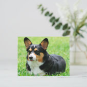 Cardigan Welsh Corgi Briefkaart (Staand voorkant)