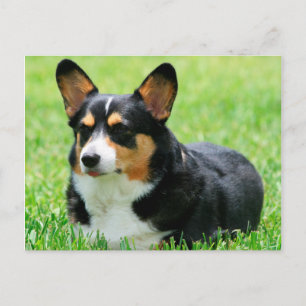 Cardigan Welsh Corgi Briefkaart