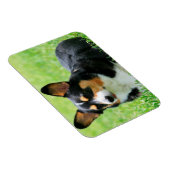 Cardigan Welsh Corgi Magneet (Rechterzijde)