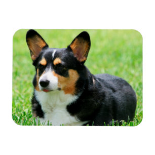 Cardigan Welsh Corgi Magneet