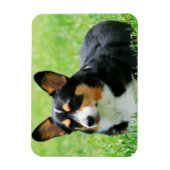 Cardigan Welsh Corgi Magneet (Verticaal)