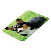 Cardigan Welsh Corgi Magneet (Linkerzijde)