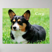 Cardigan Welsh Corgi Poster (Voorkant)
