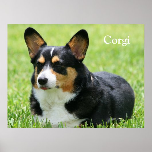 Cardigan Welsh Corgi Poster (Voorkant)