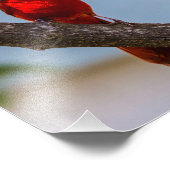 Cardinaal Kodak Professional-papier 8 x 10 Foto Afdruk (Hoek)