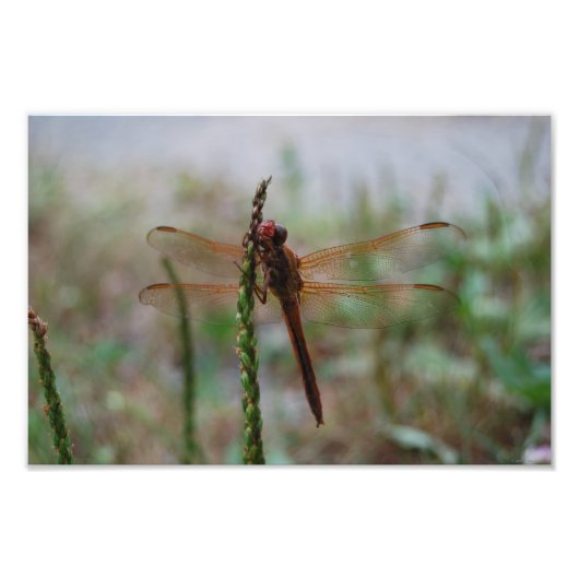 Cardinaal Meadowhawk Dragonfly print Foto Afdruk (Voorkant)
