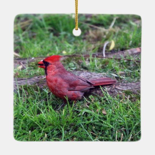 Cardinaal Ornament (Achterkant)