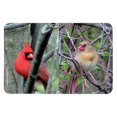 Cardinaal Pair Flexble Magnet Magneet (Horizontaal)