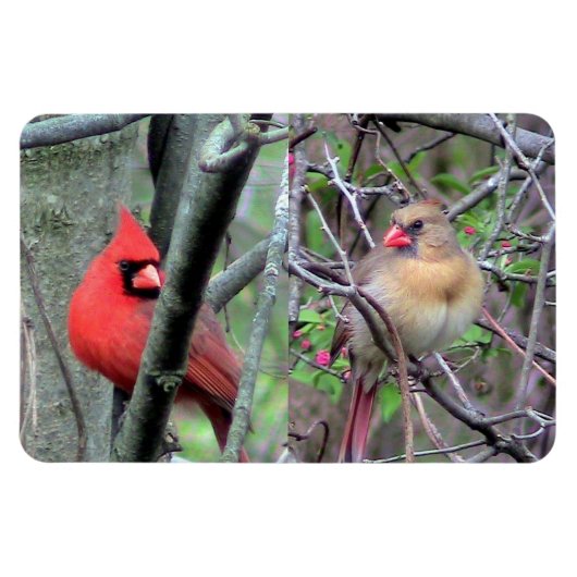 Cardinaal Pair Flexble Magnet Magneet (Horizontaal)