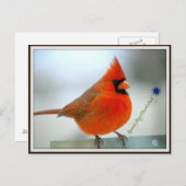 Cardinaal Red Bird Briefkaart (Voorkant / Achterkant)