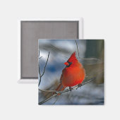 Cardinaal Red Winter Foto Magneet (Voorkant / Achterkant)