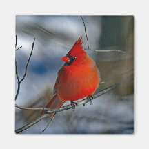 Cardinaal Red Winter Foto