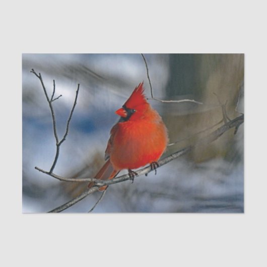 Cardinaal Red Winter Foto Tissuepapier (Voorkant)