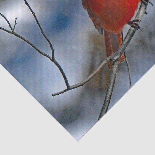 Cardinaal Red Winter Foto Tissuepapier (Detail)