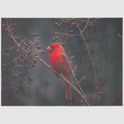 Cardinaal weefselpapier tissuepapier (Voorkant)