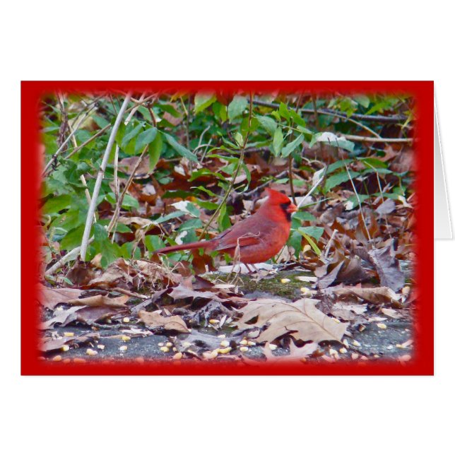 Cardinaal Wild Songbird Series (Voorkant Horizontaal)