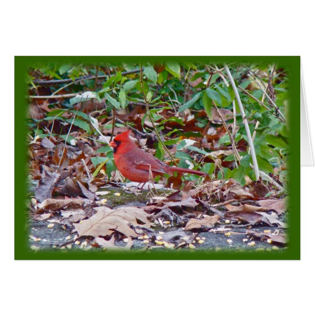 Cardinaal Wild Songbird Series (Voorkant Horizontaal)