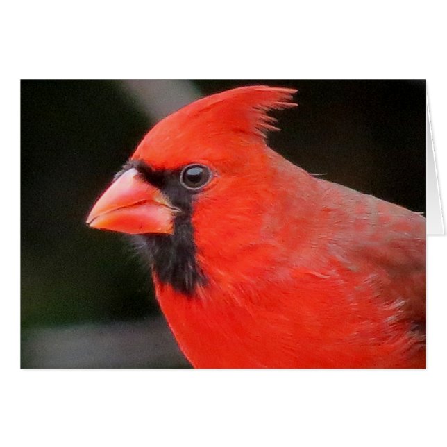 Cardinal (Voorkant Horizontaal)