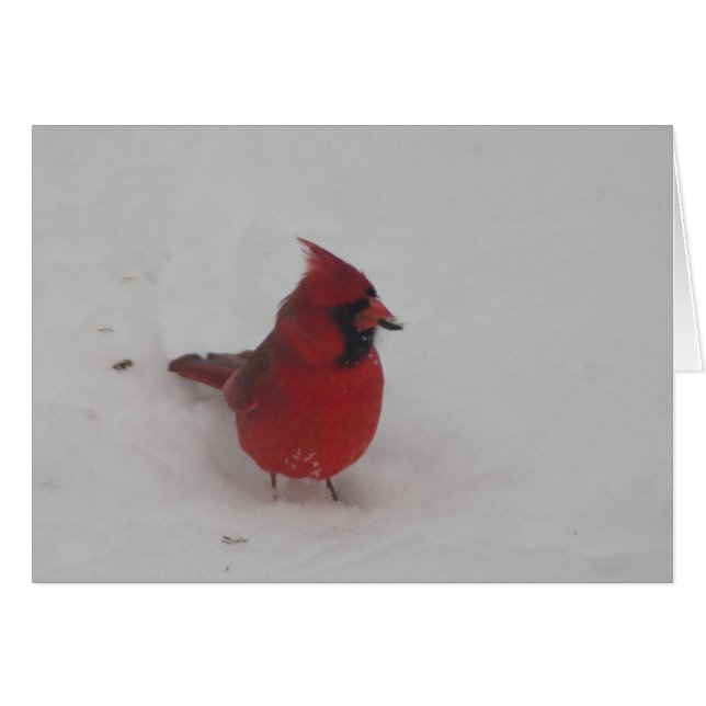 Cardinal (Voorkant Horizontaal)