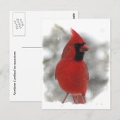 Cardinal Briefkaart (Voorkant / Achterkant)