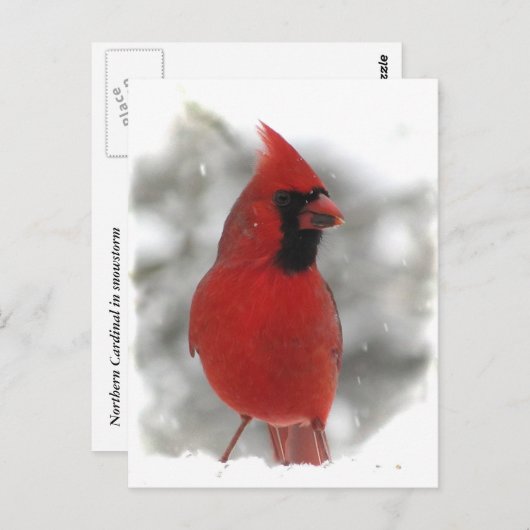 Cardinal Briefkaart (Voorkant / Achterkant)