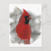 Cardinal Briefkaart (Voorkant)