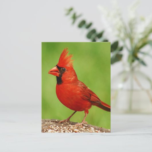 Cardinal Briefkaart (Staand voorkant)