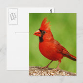 Cardinal Briefkaart (Voorkant / Achterkant)