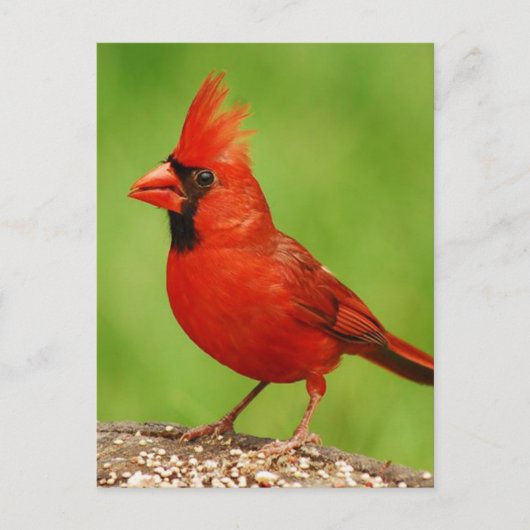 Cardinal Briefkaart (Voorkant)