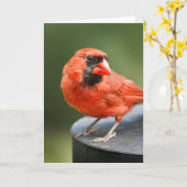 Cardinal Cutie Kaart (Gele Bloem)