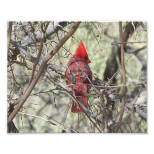 Cardinal Foto Afdruk